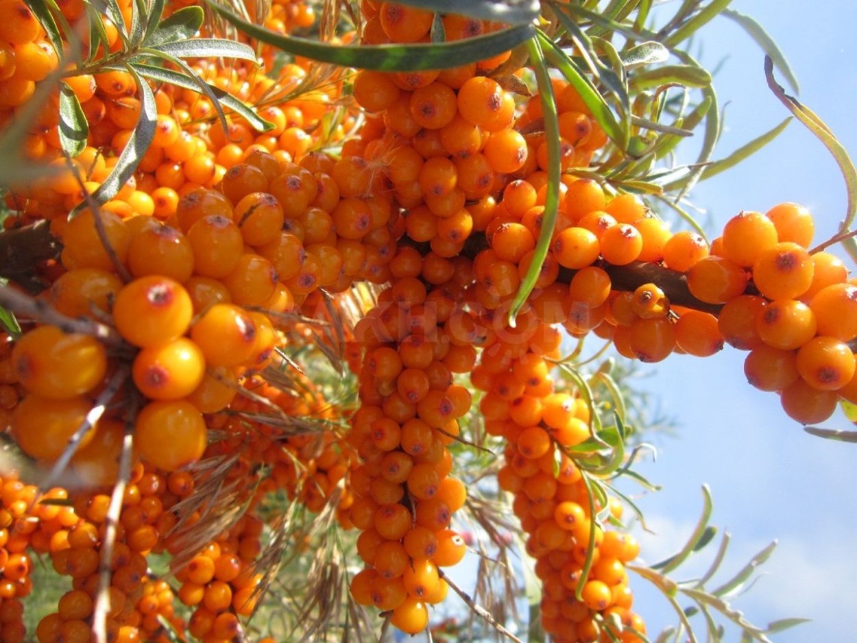 Жимолость куст оранжевые ягоды