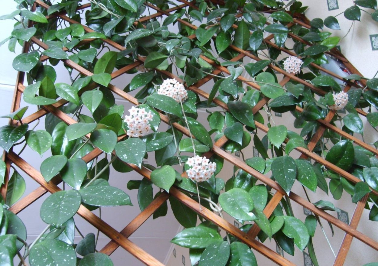 Хойя Карноза листья