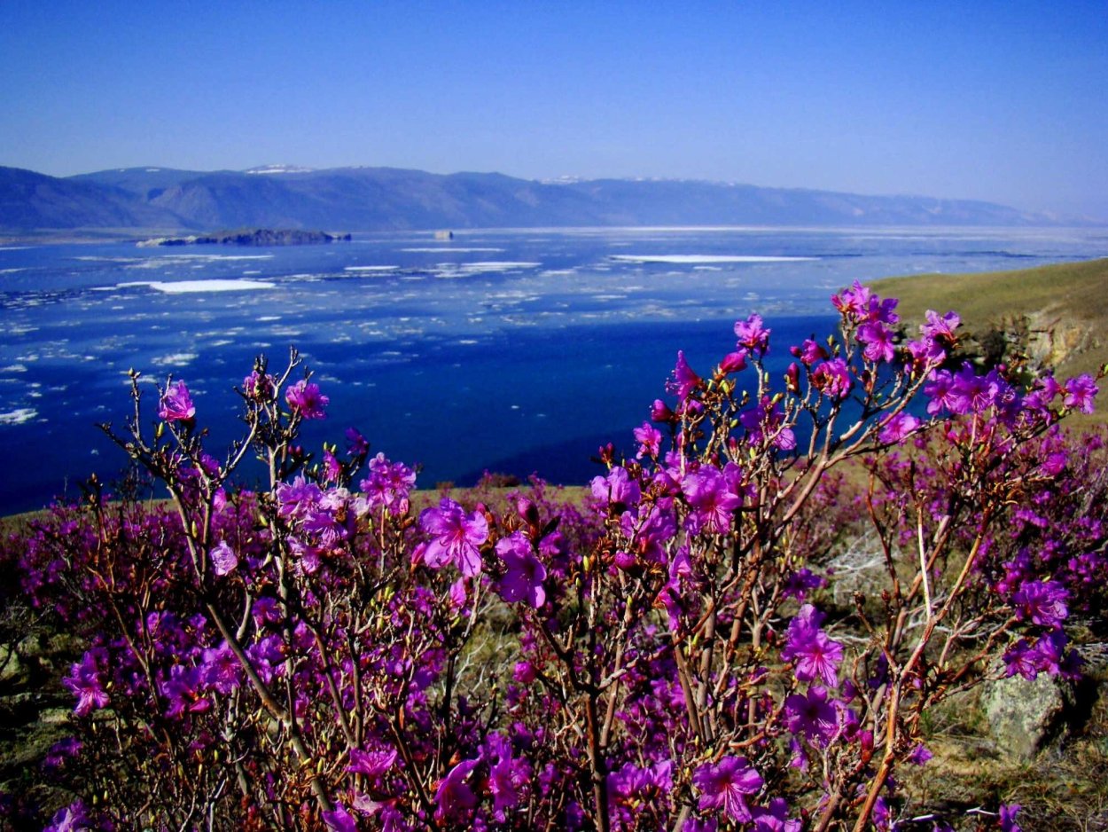 Багульник в Забайкалье