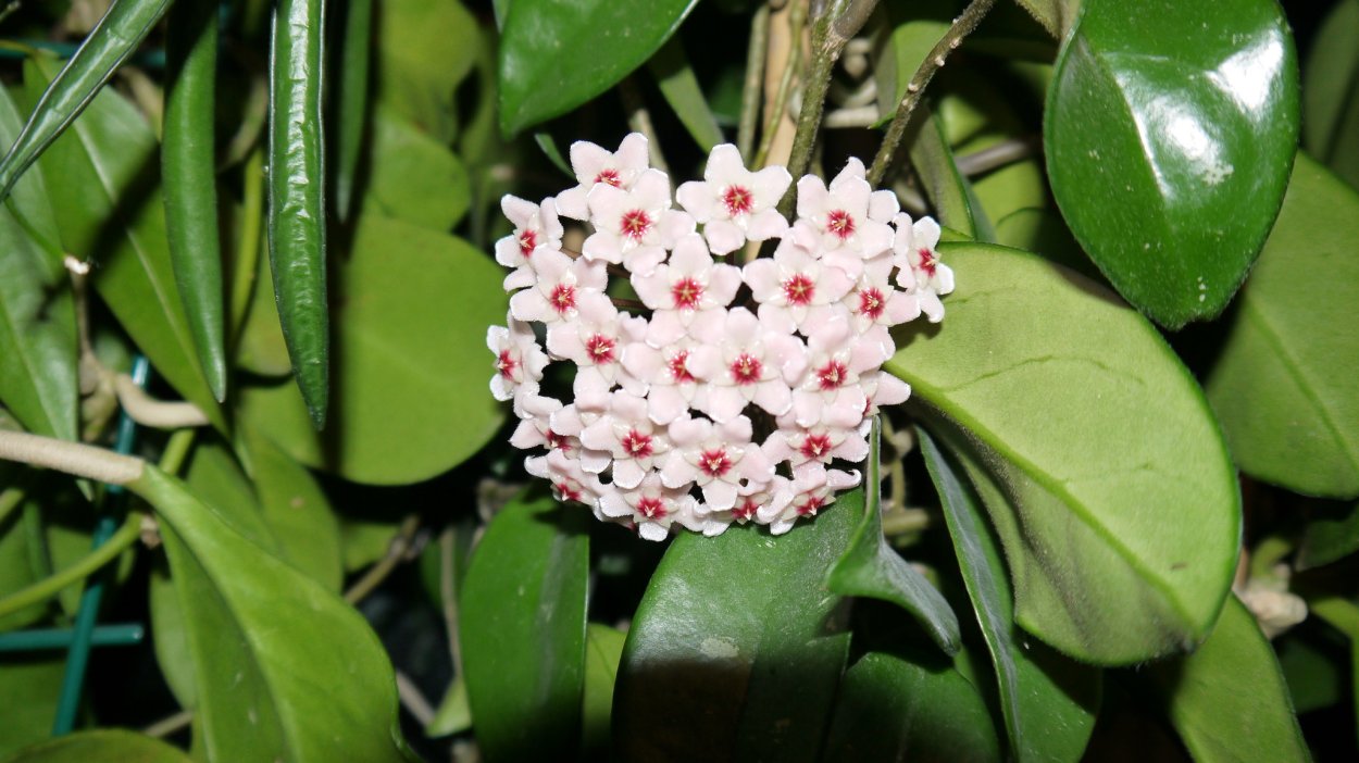 Хойя Карноза