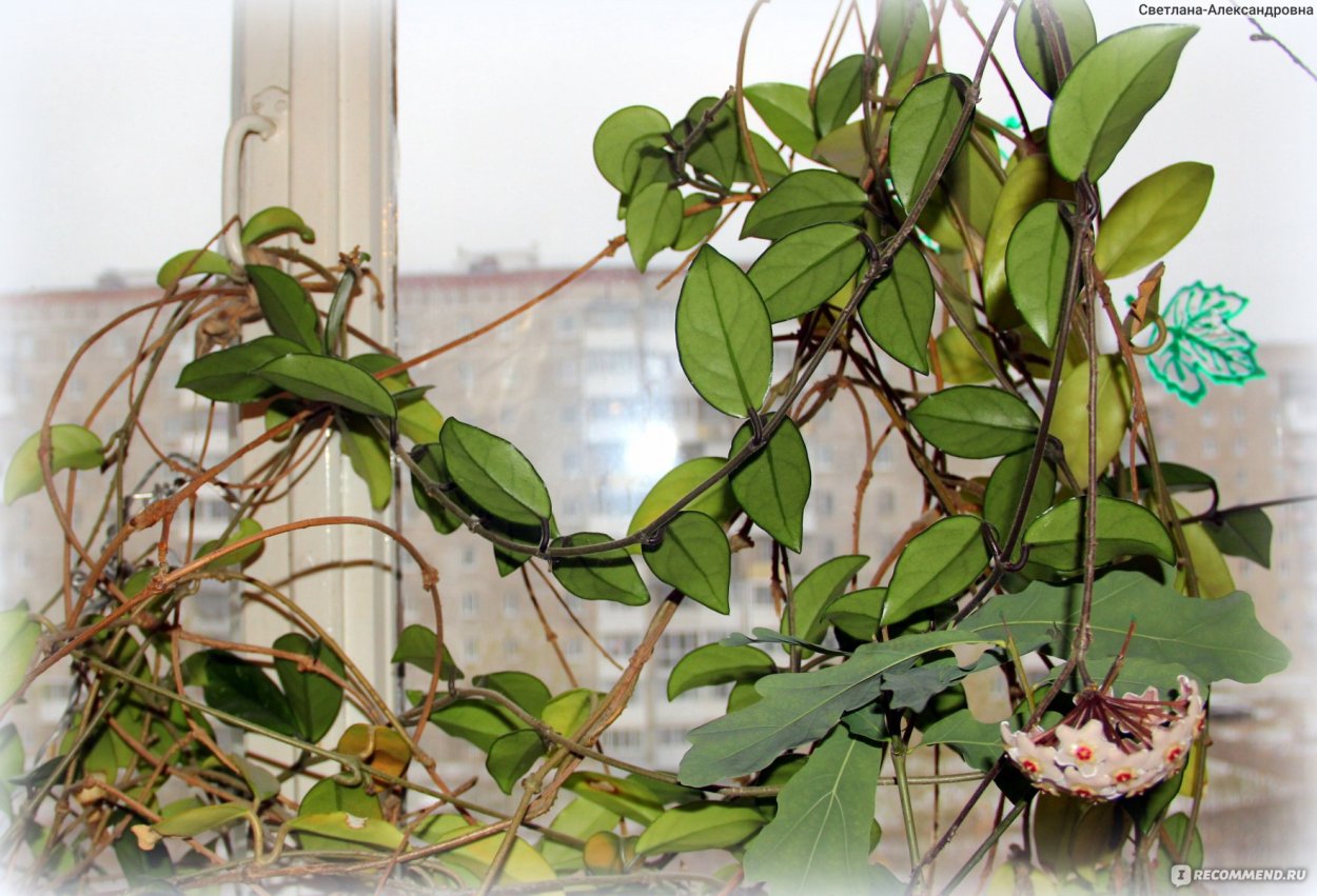 Хойя восковая