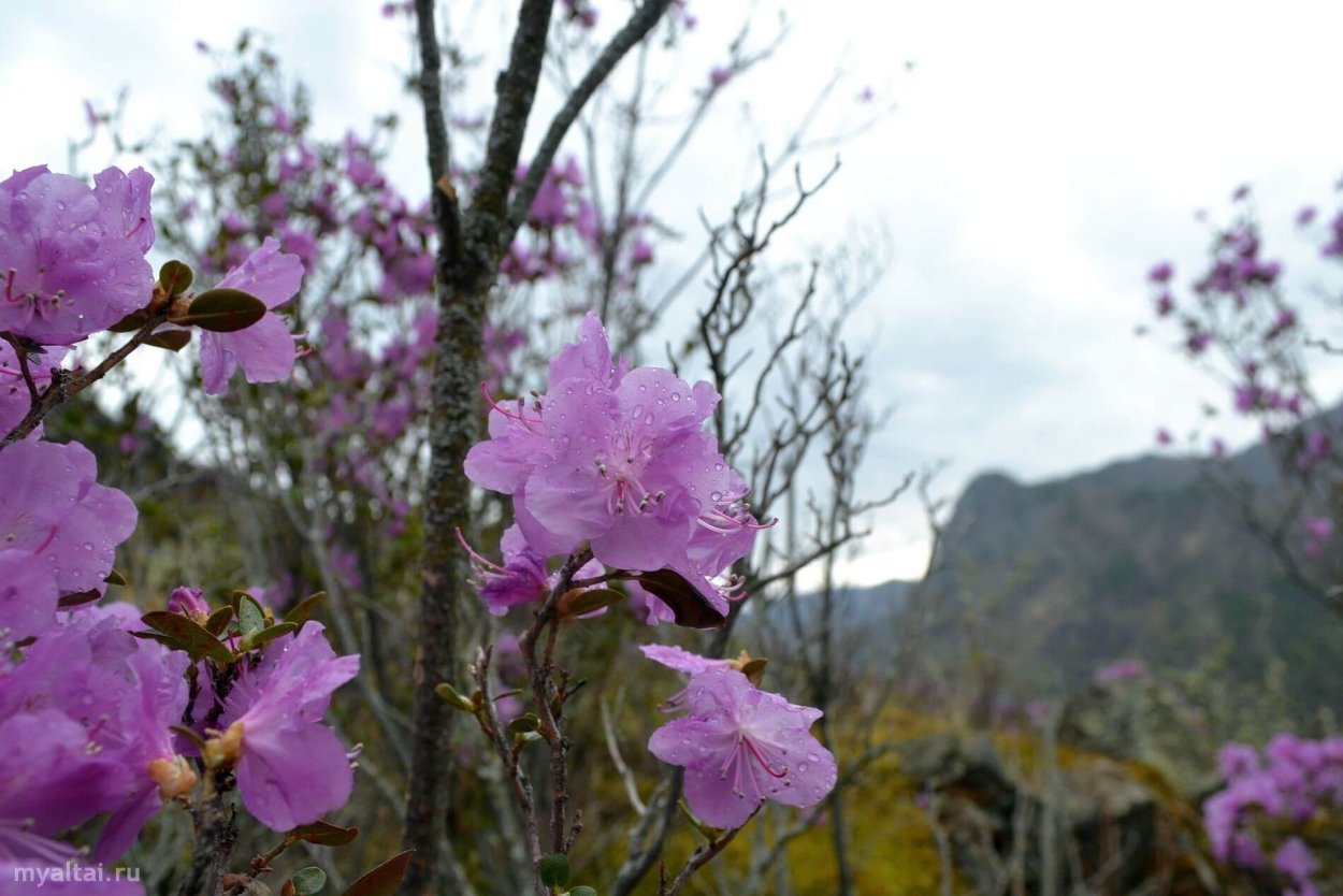 Алтай багульник цветет