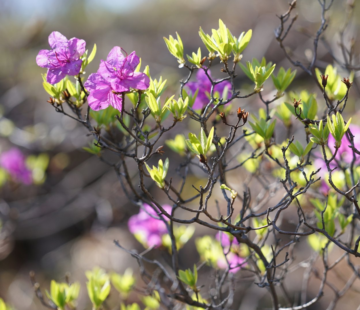 Багульник Дальневосточный
