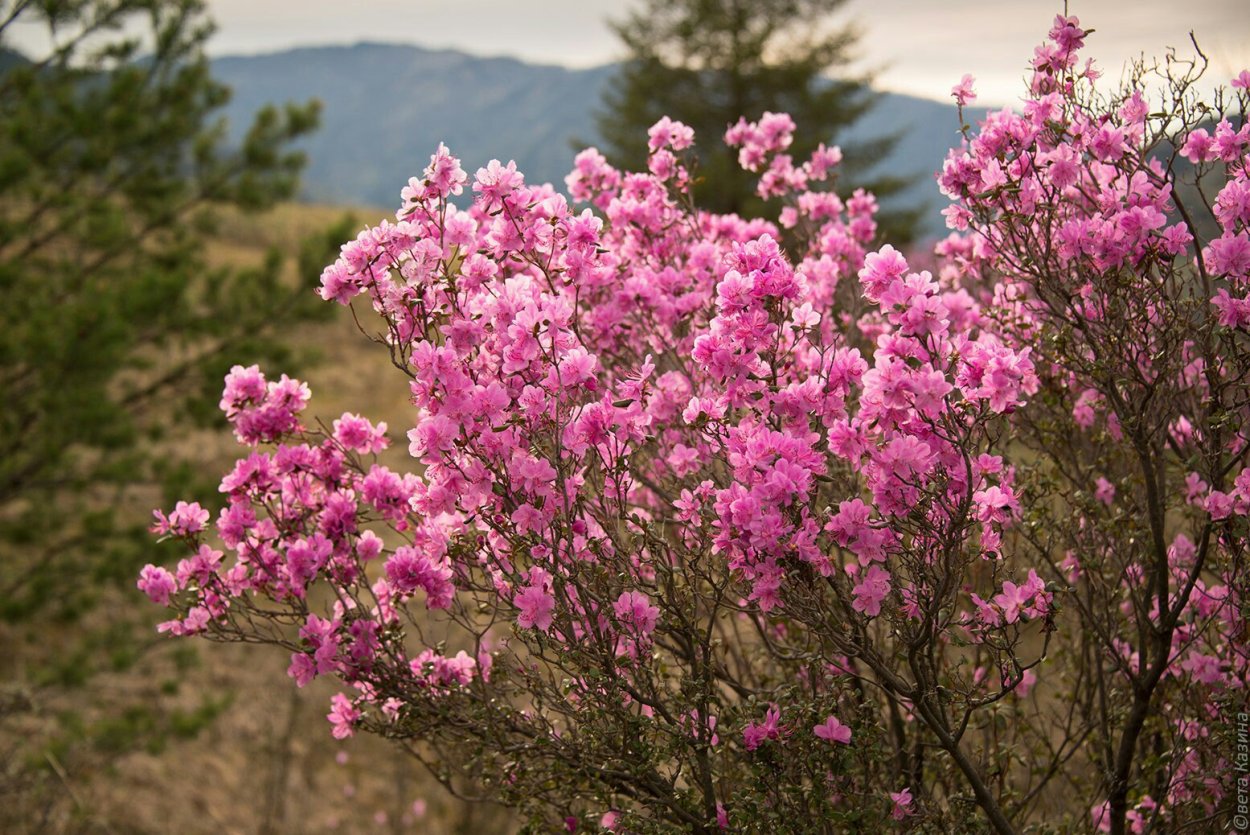 Цветение багульника в Забайкалье