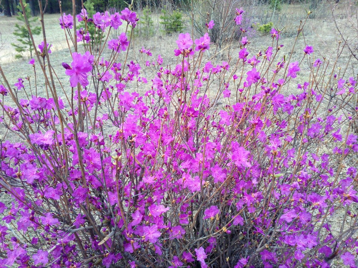 Рододендрон багульник Дальневосточный