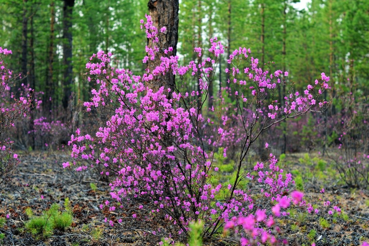 Рододендрон багульник Байкал