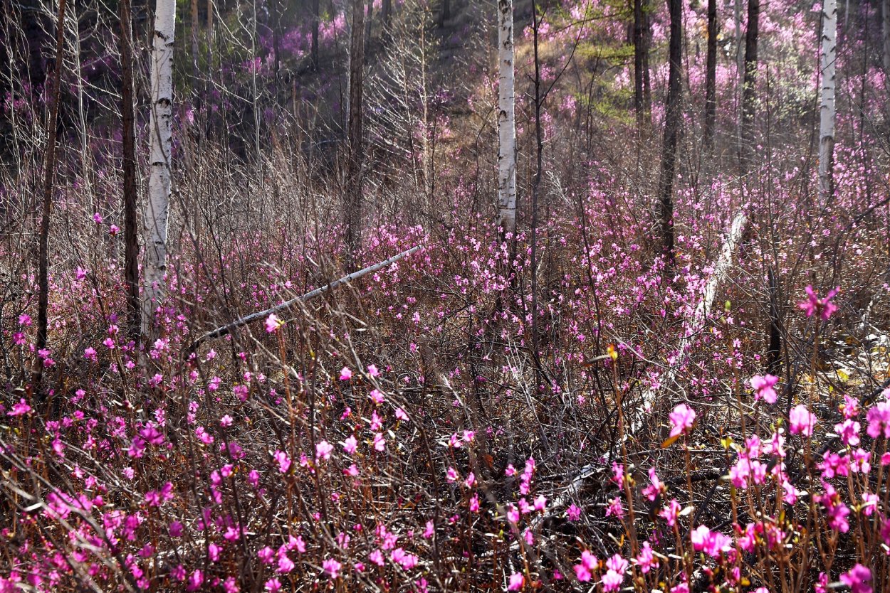 Багульник на Байкале