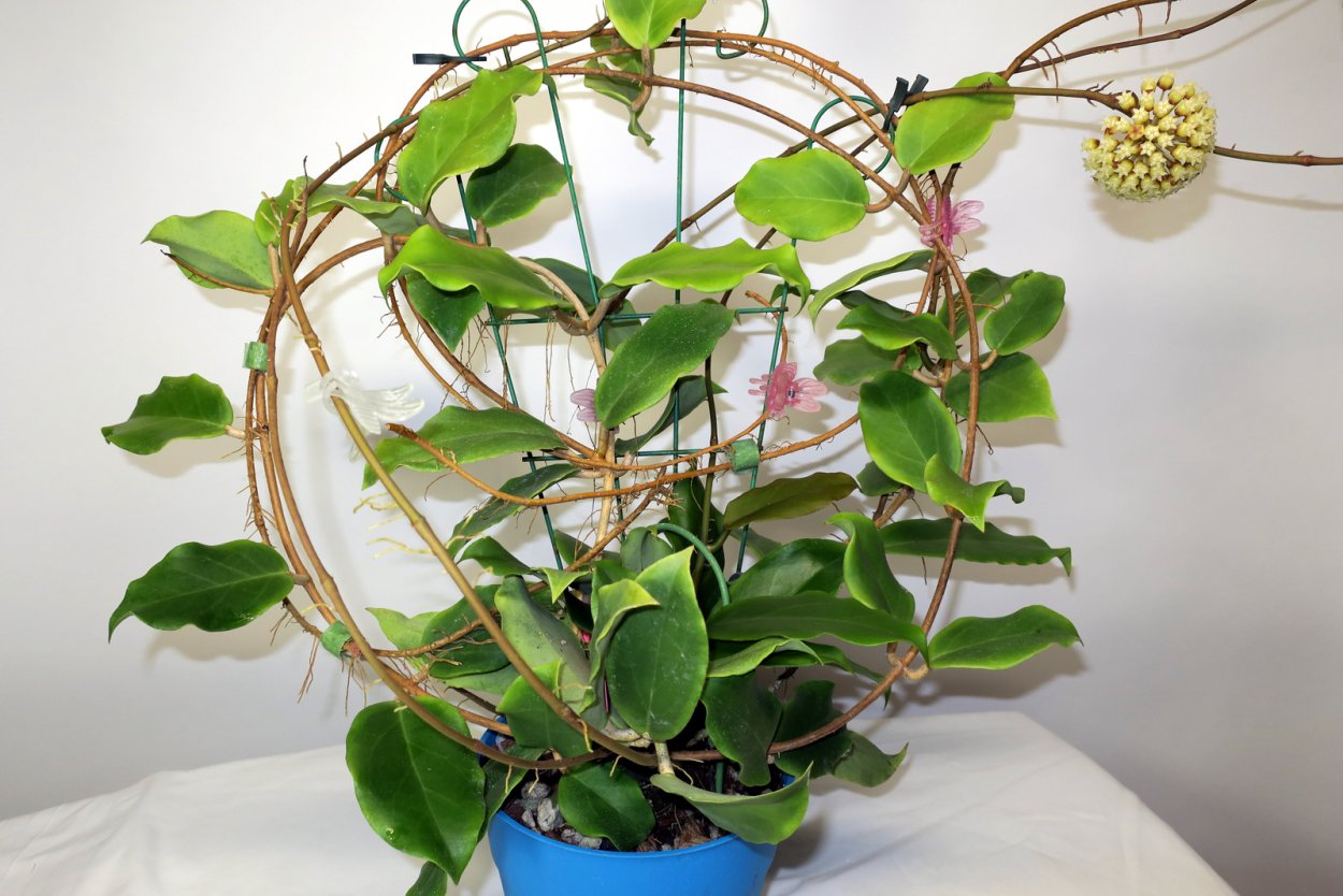 Цветок Хойя Карноза