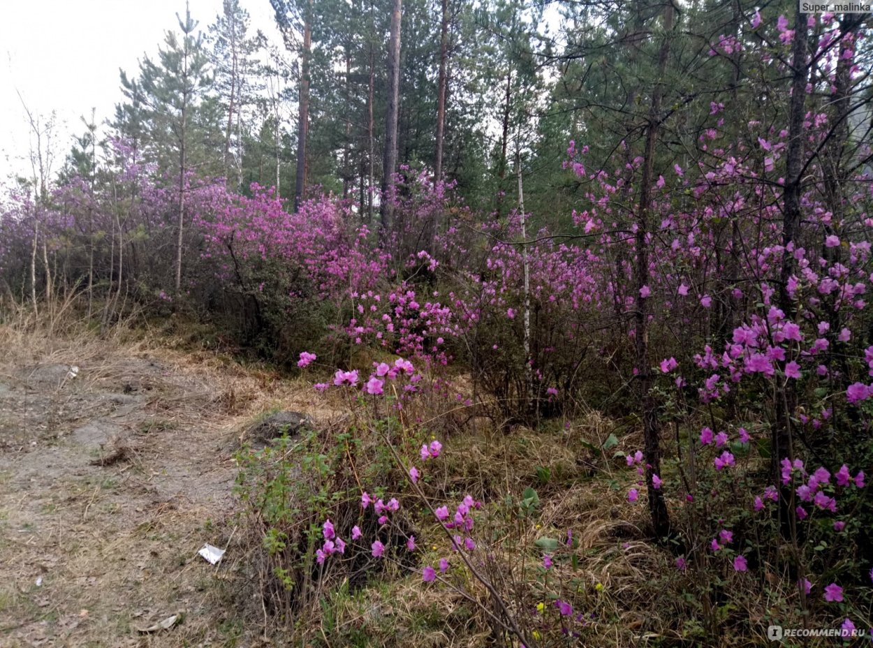 Багульник Дальневосточный