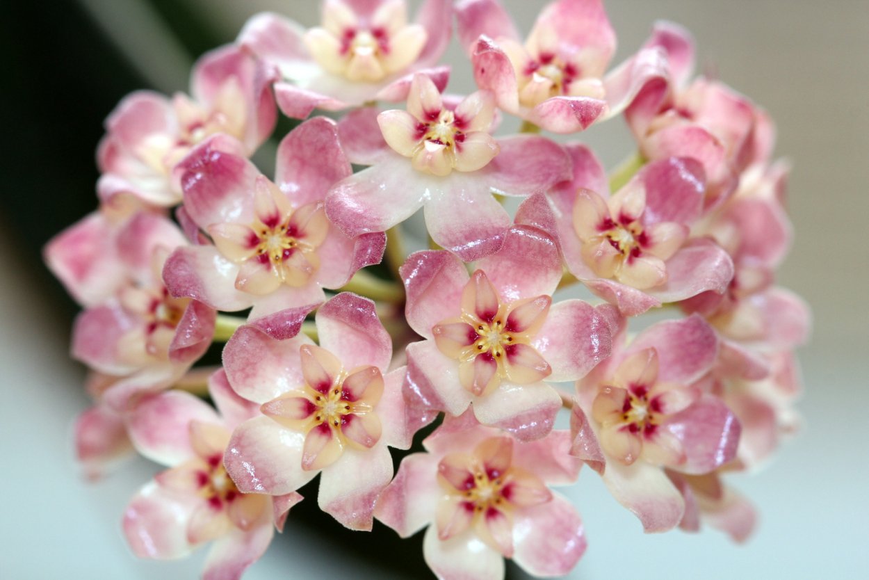 Хойя восковой плющ