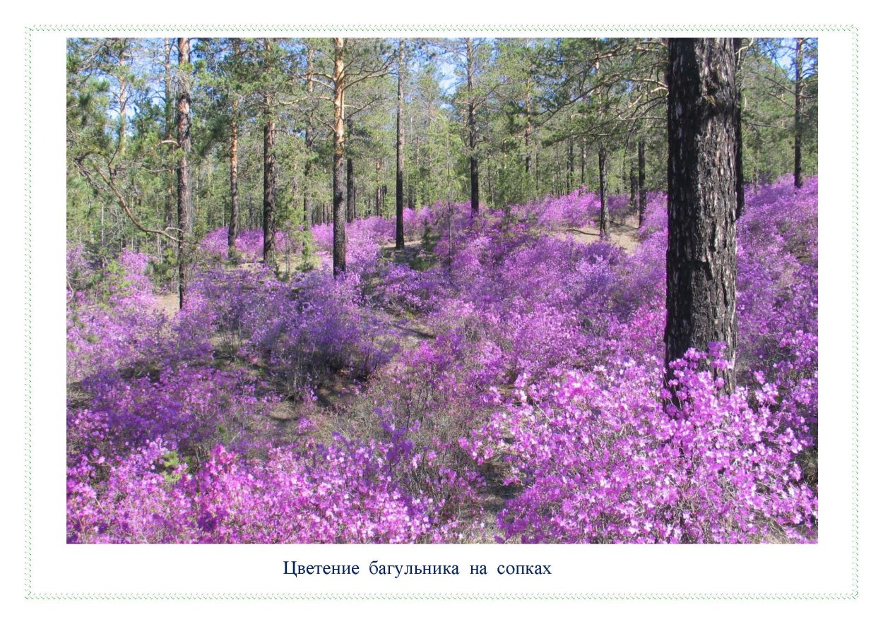 Багульник Сахалинский