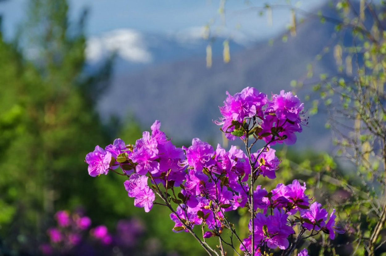 Байкал багульник цветет