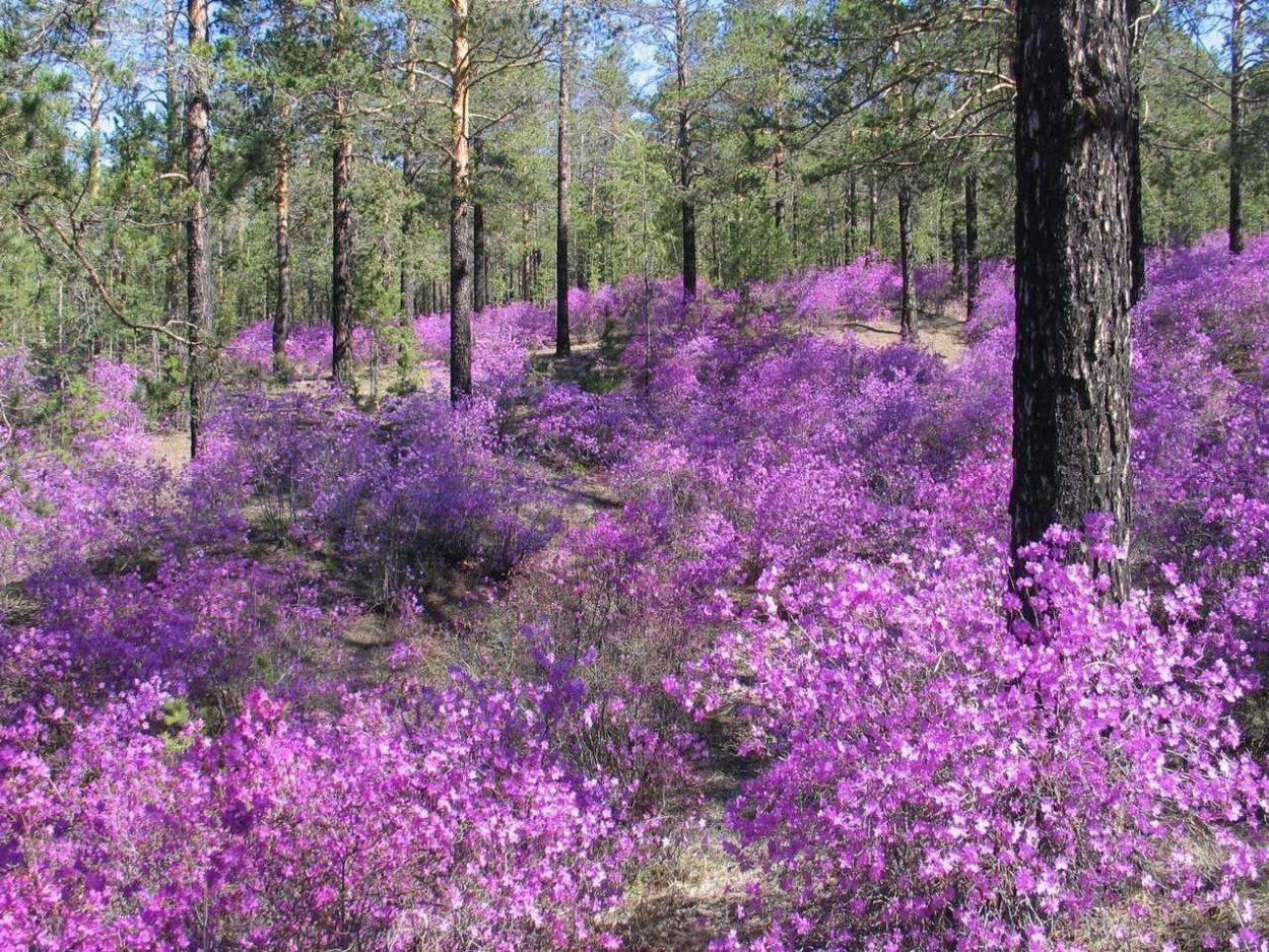 Багульник на сопках Дальний Восток