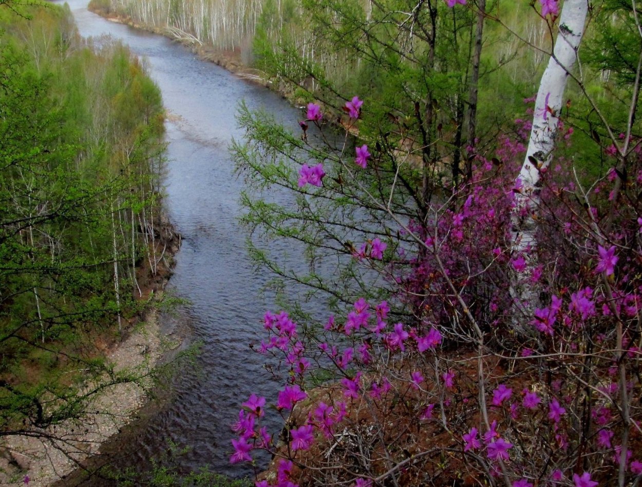 Алтай Катунь цветет маральник