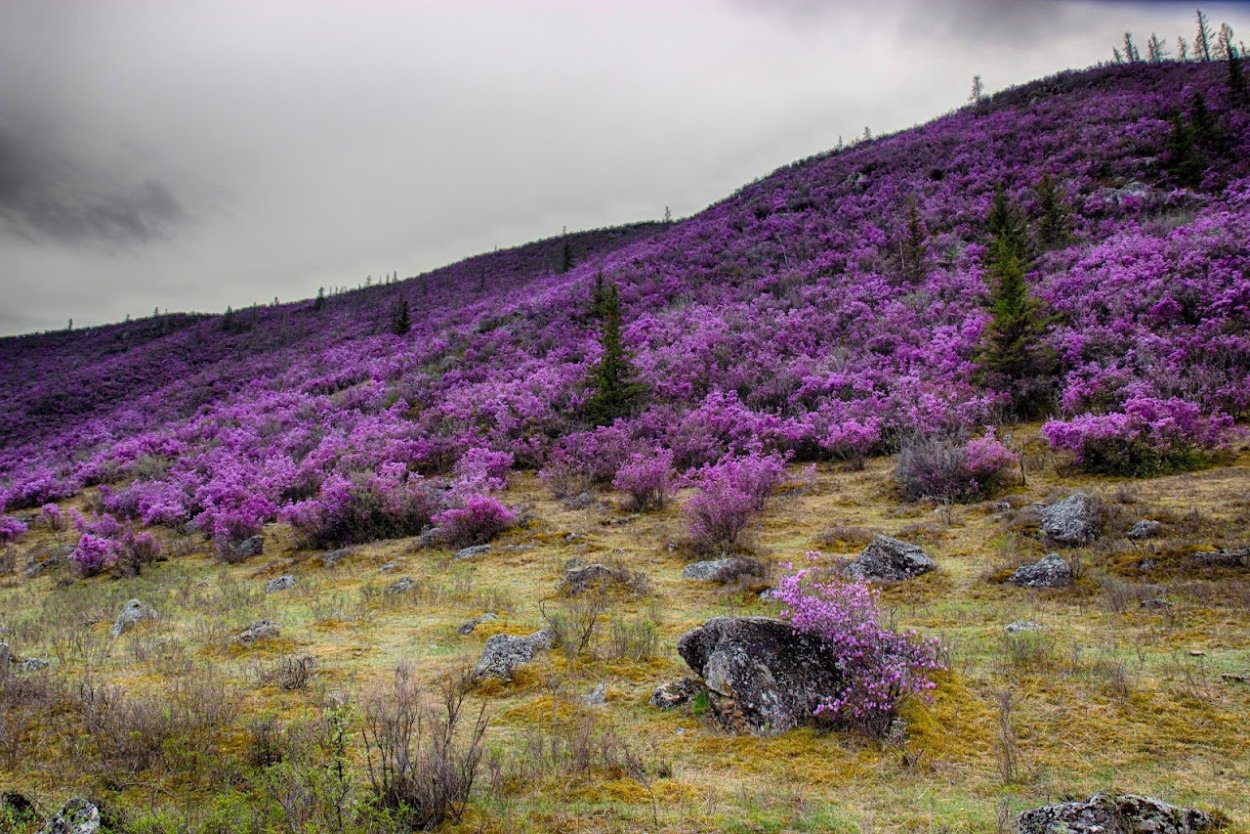 Байкал багульник цветет