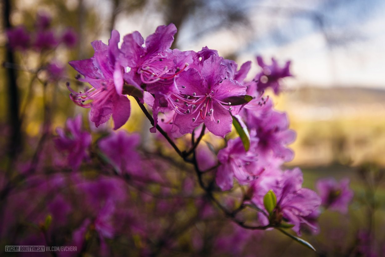 Рододендрон багульник Байкал