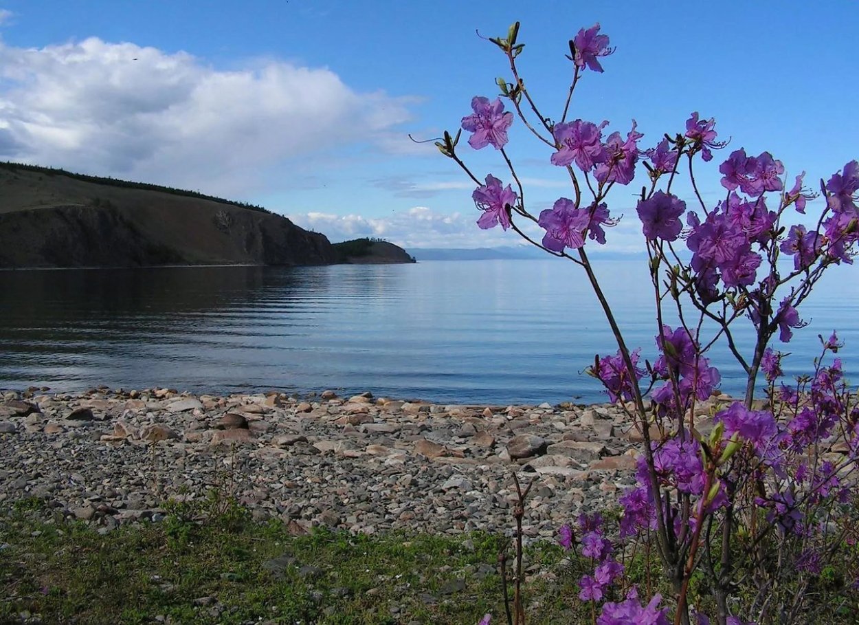 Багульник и маральник