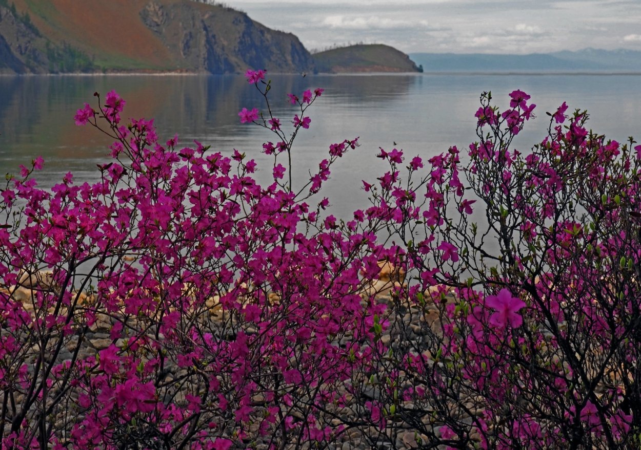 Цветение маральника горный Алтай