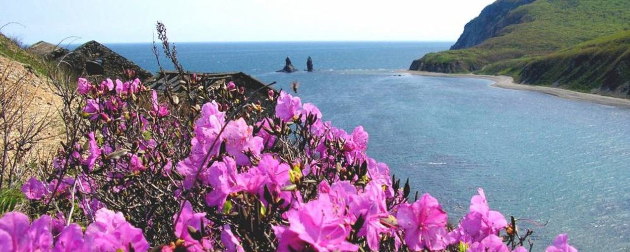 Рододендрон Даурский Байкал