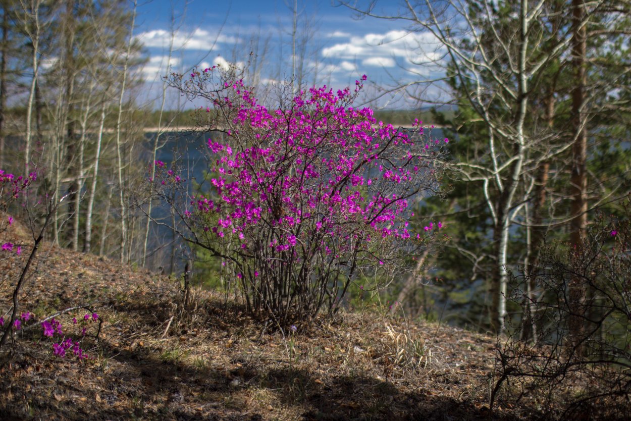 Рододендрон Даурский багульник