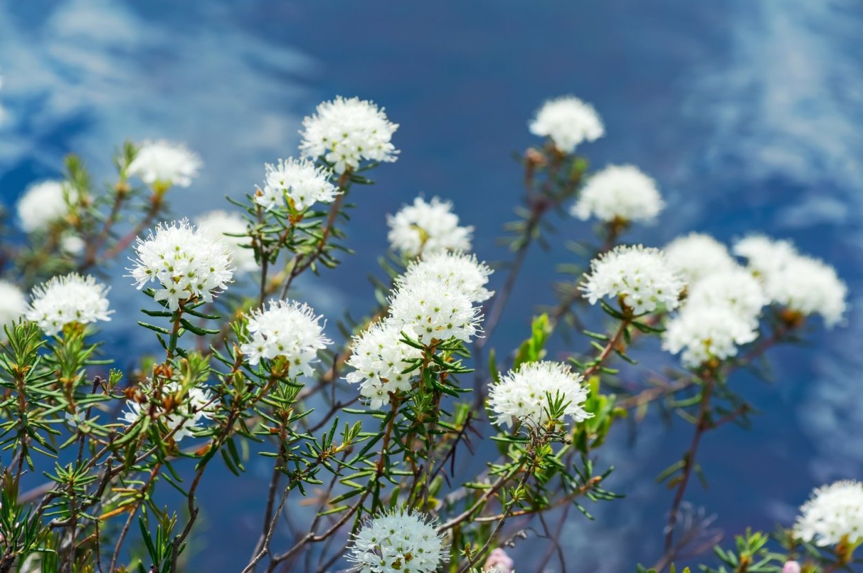 Рододендрон Ледебура багульник