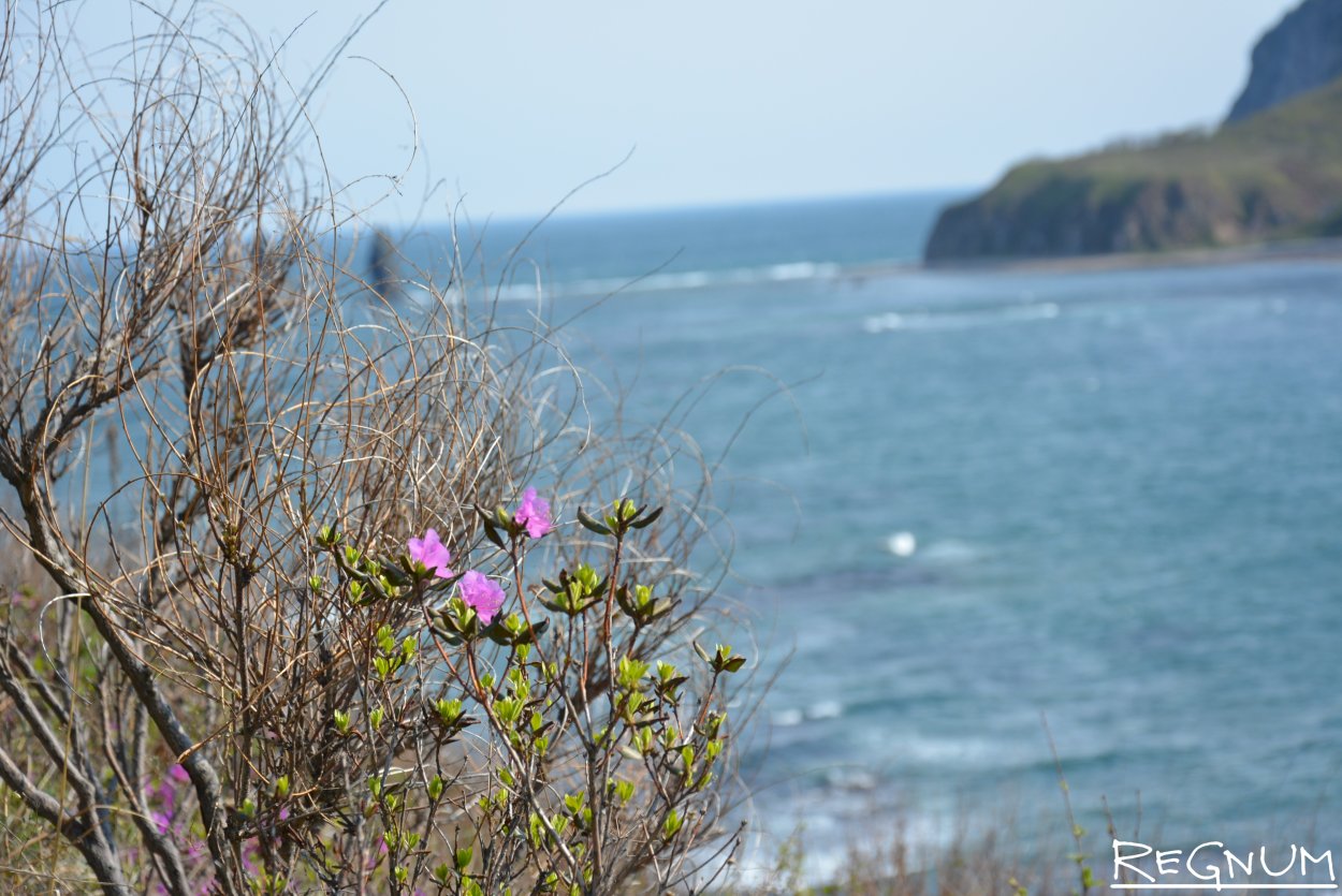 Рододендрон в Саянах
