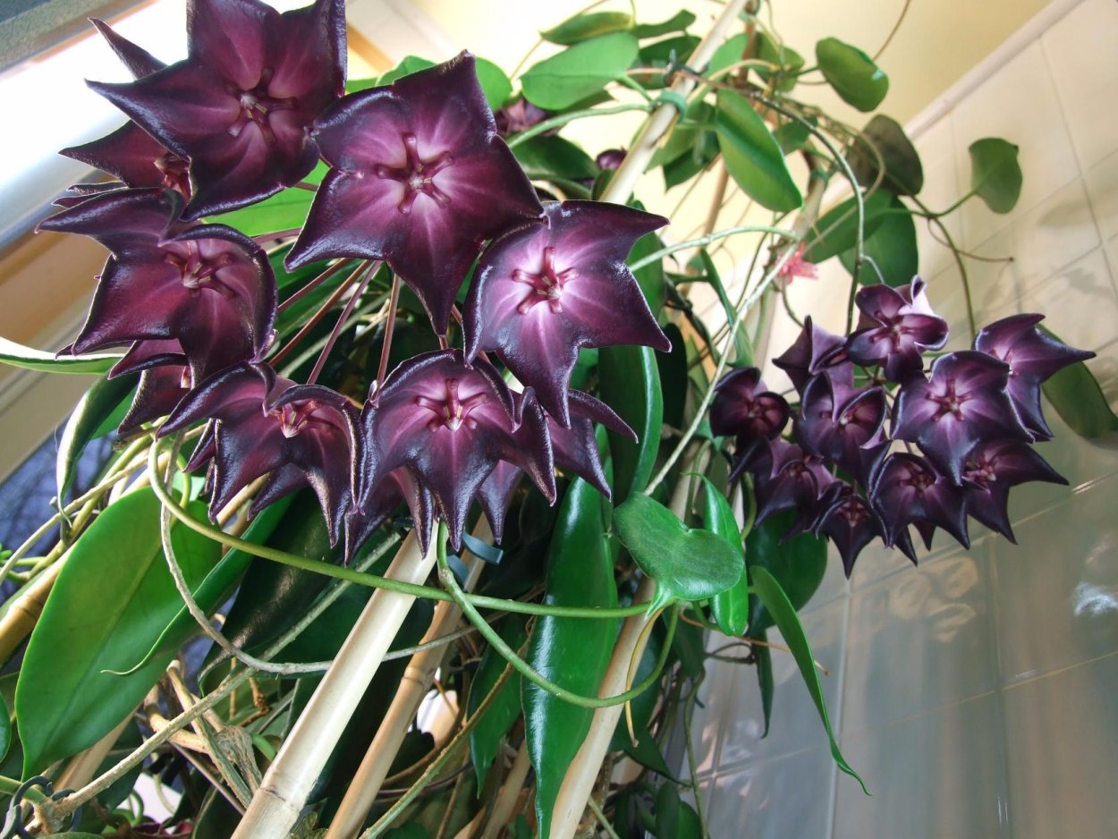 Хойя восковой плющ