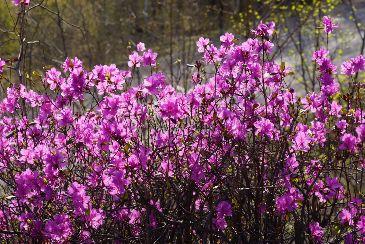 Цветение багульника