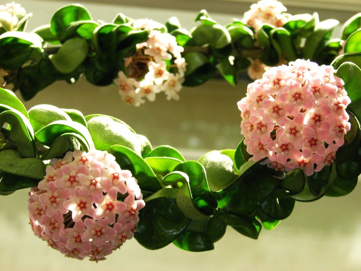 Хойя восковой плющ