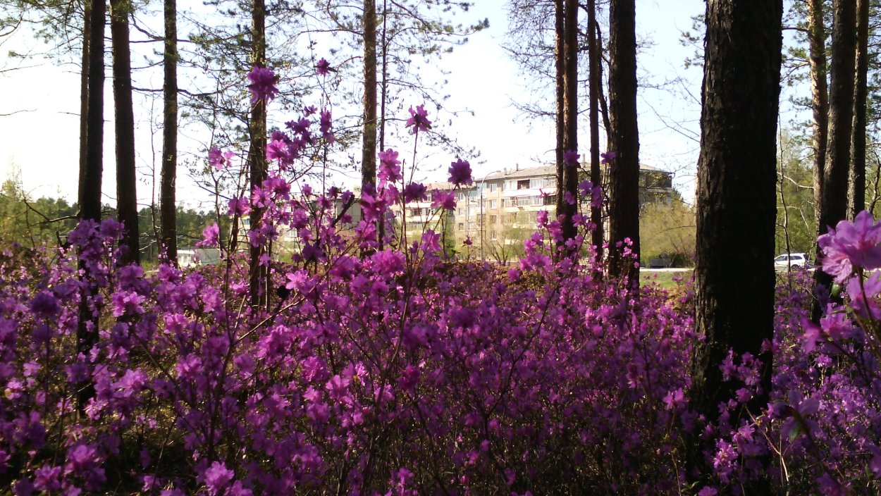 Даурский рододендрон – багульник Байкал