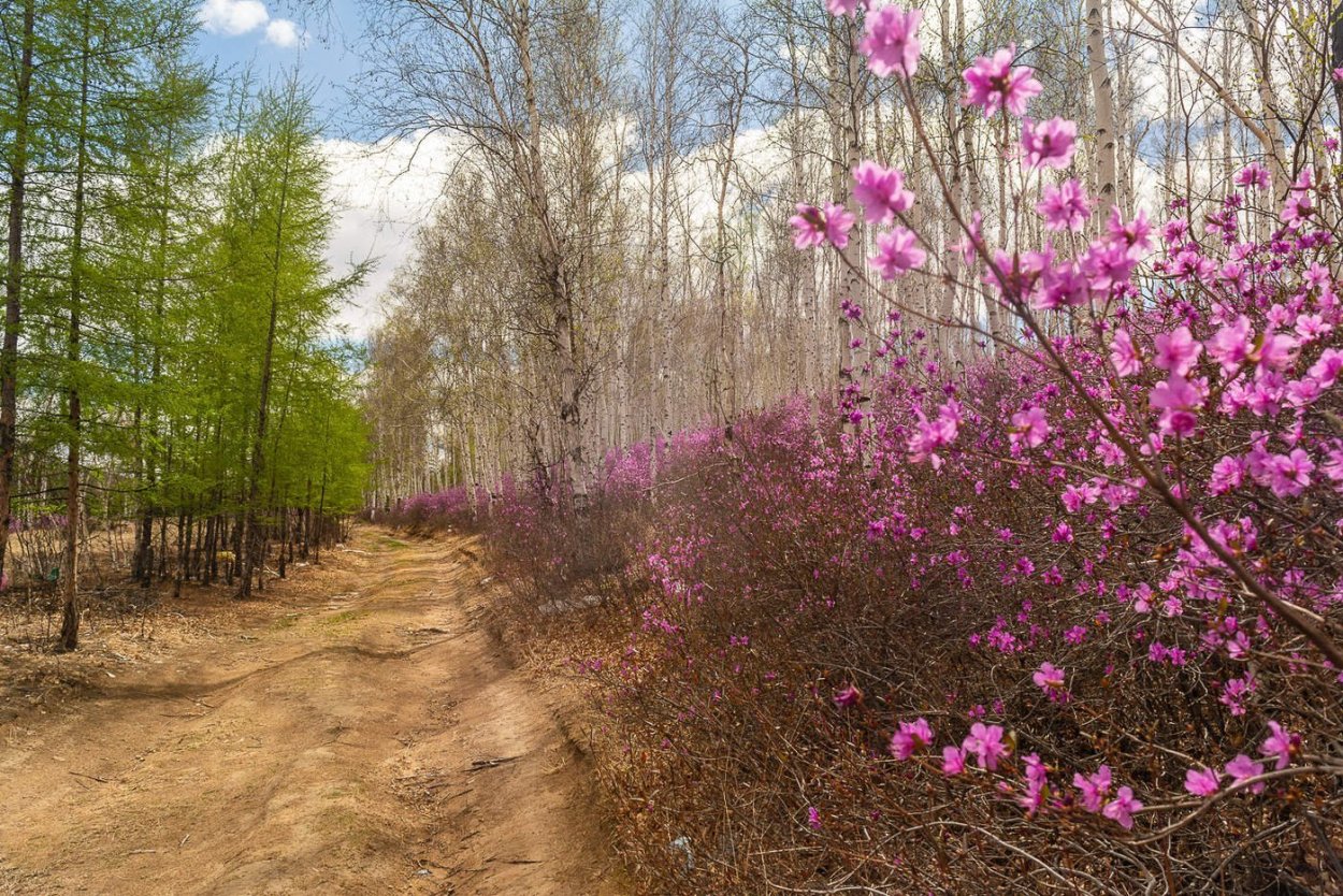 Багульник Приморье море сопки