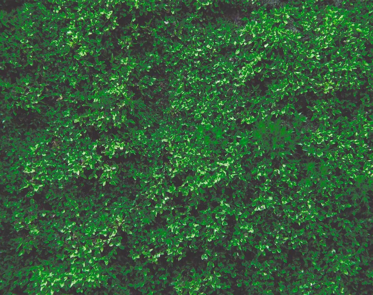 Темно зеленый мох