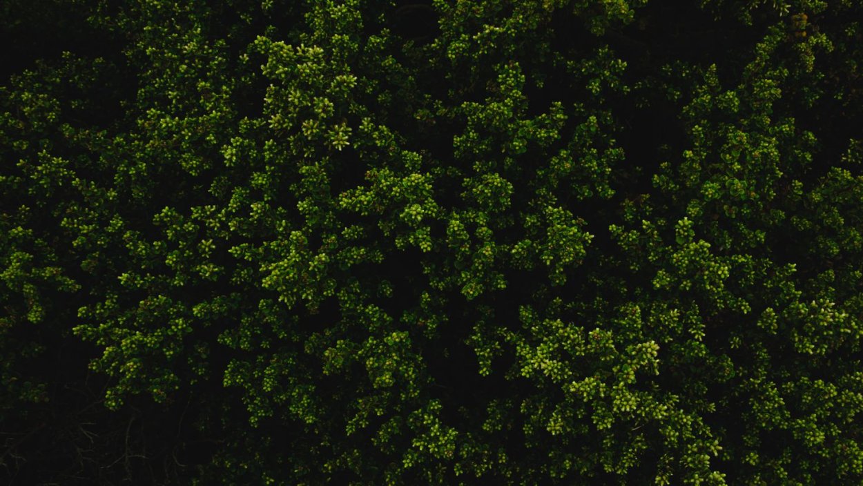 Лишайники в Гренландии