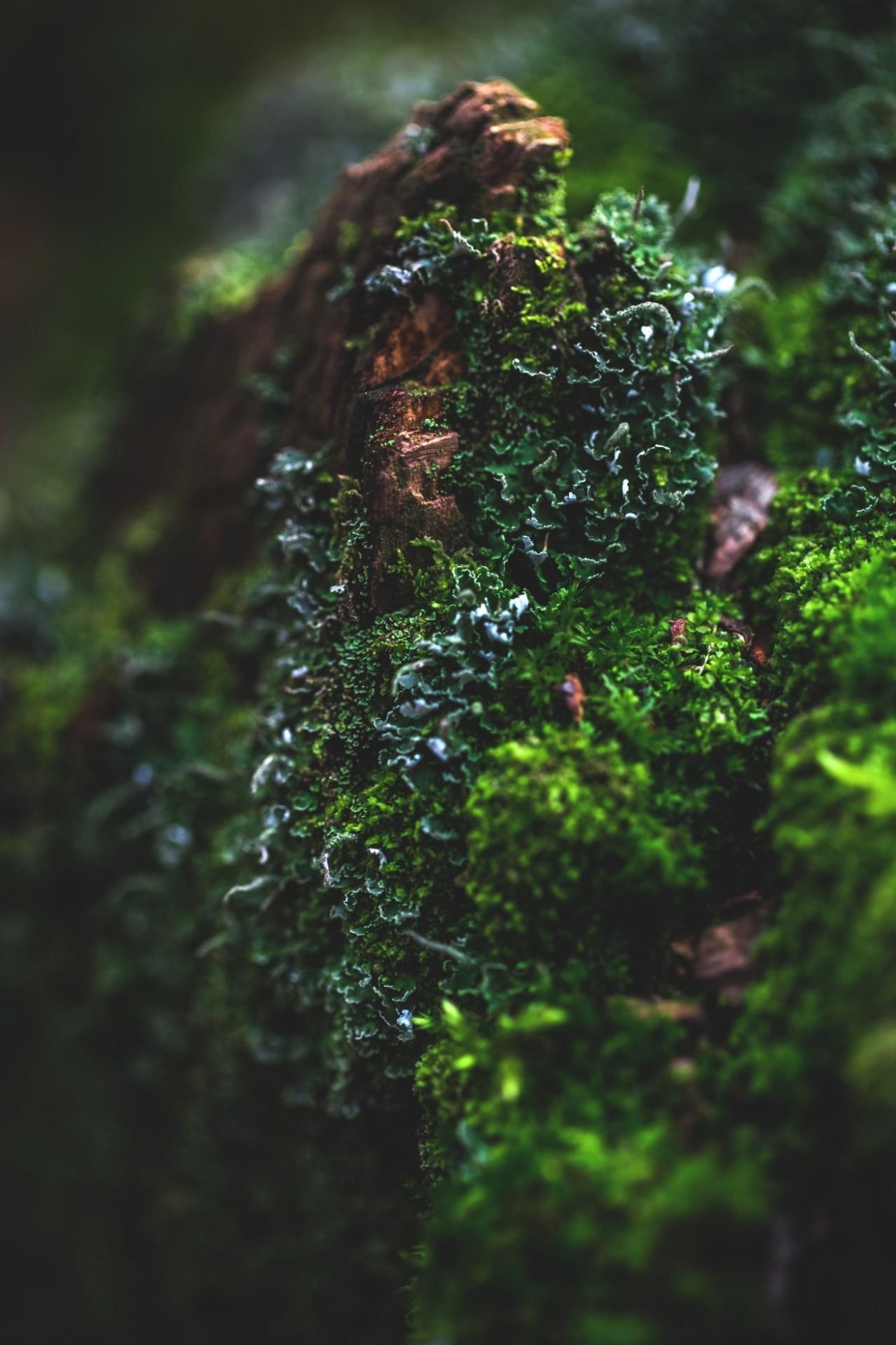 Зеленый рал 6005