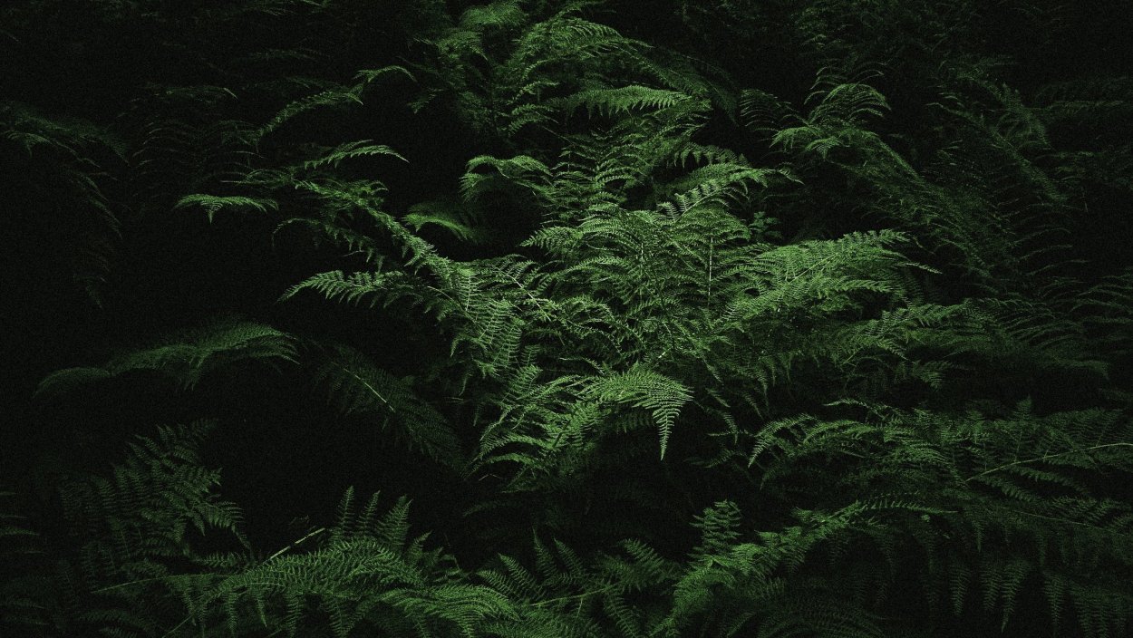 Цвет темный мох