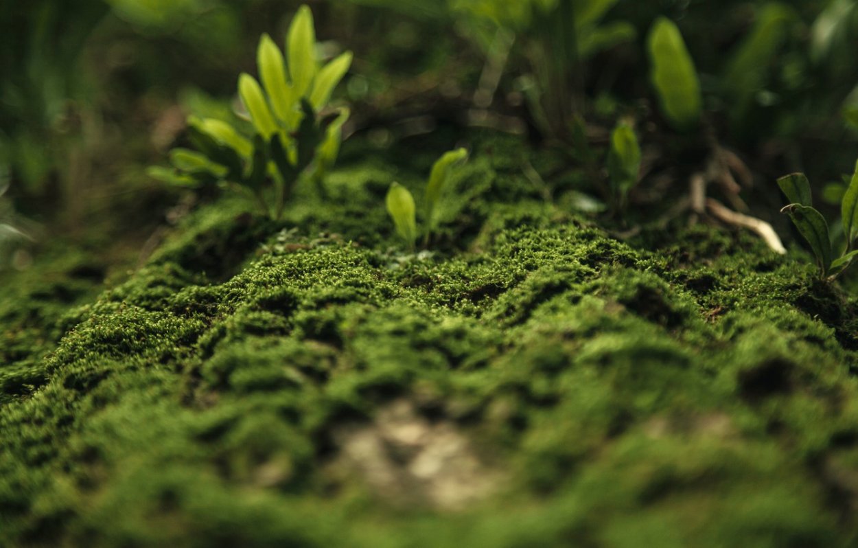 Бридский мох