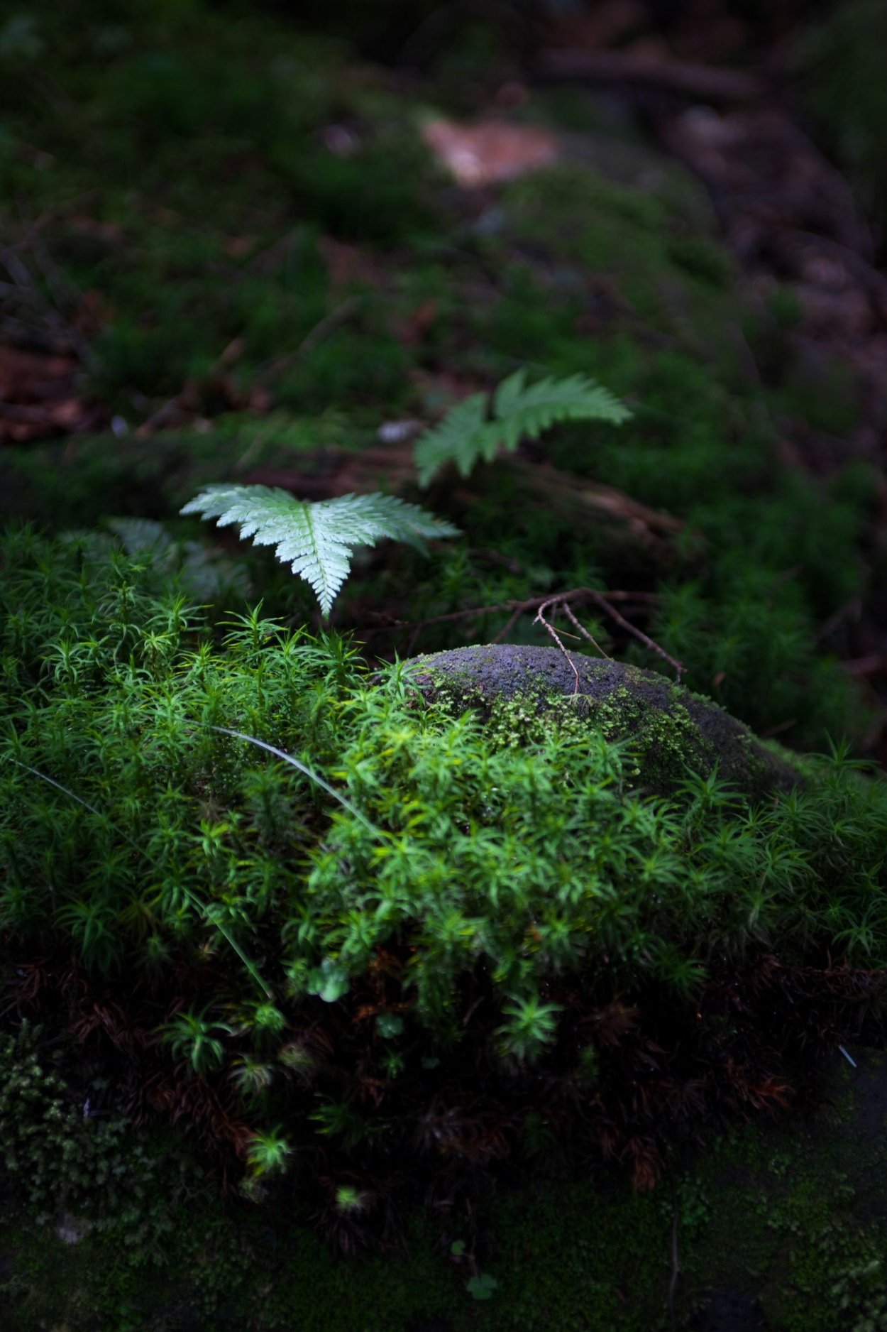 Папоротник Даваллия Канарская