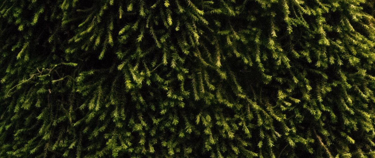 Мох ягель темно зеленый стабилизированный