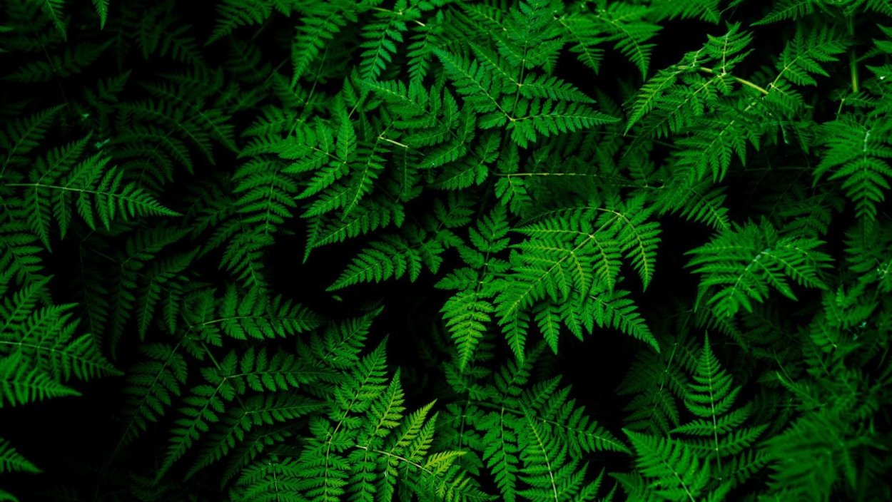 Темно зеленый фон