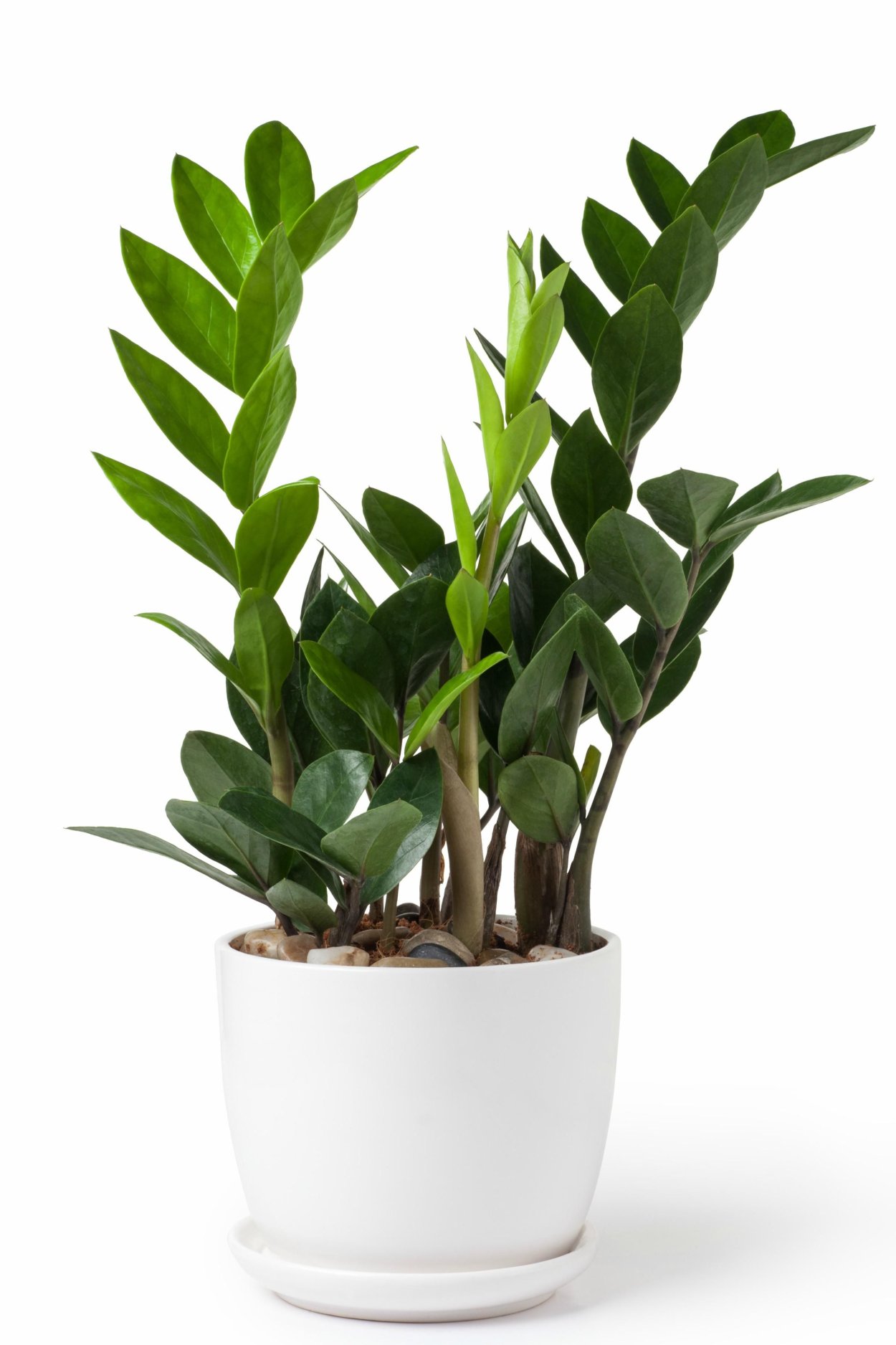 Замиокулькас стебель