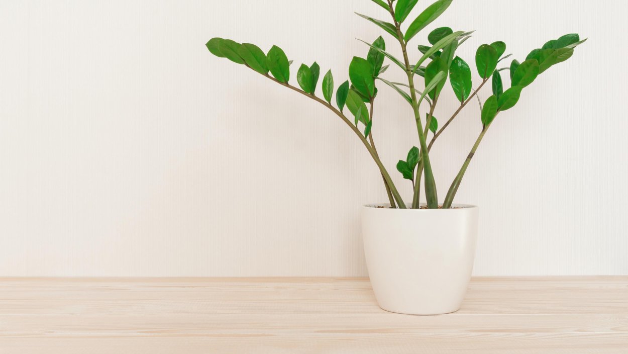 Калатея Вайт Фьюжн