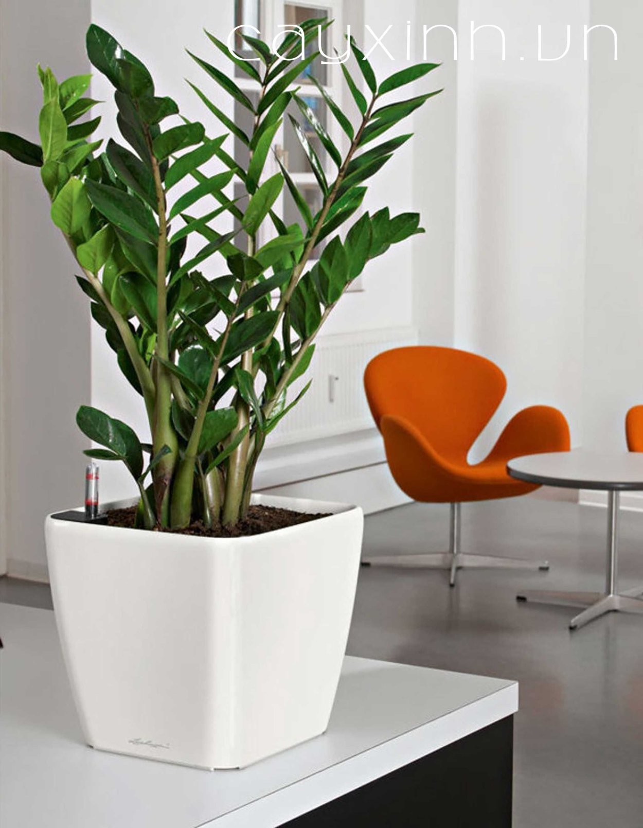 Замиокулькас Emerald Palm