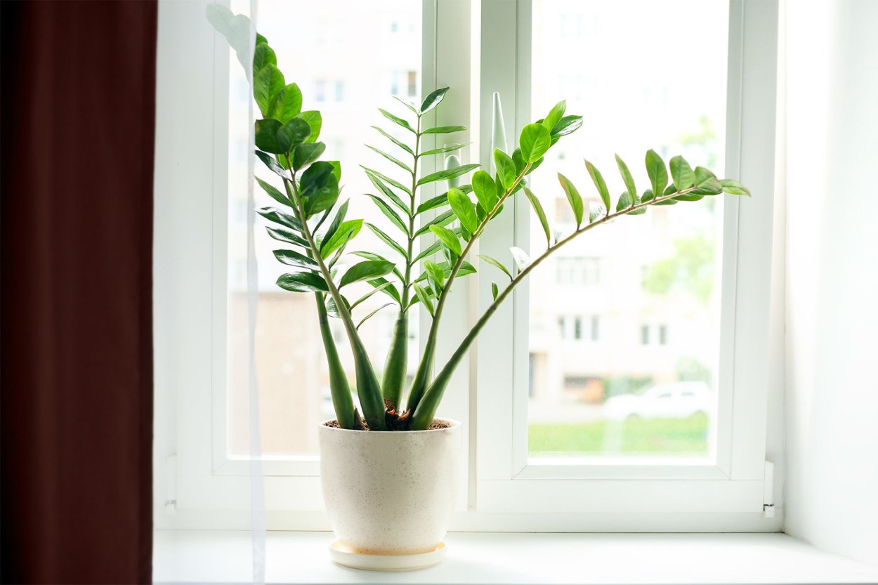 Zamioculcas zamiifolia в горшке белом