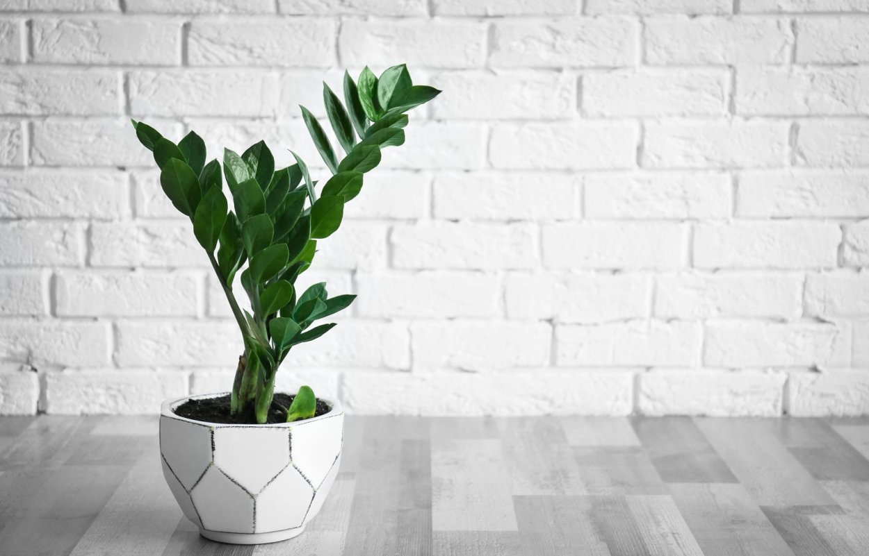 Замиокулькас Emerald Palm