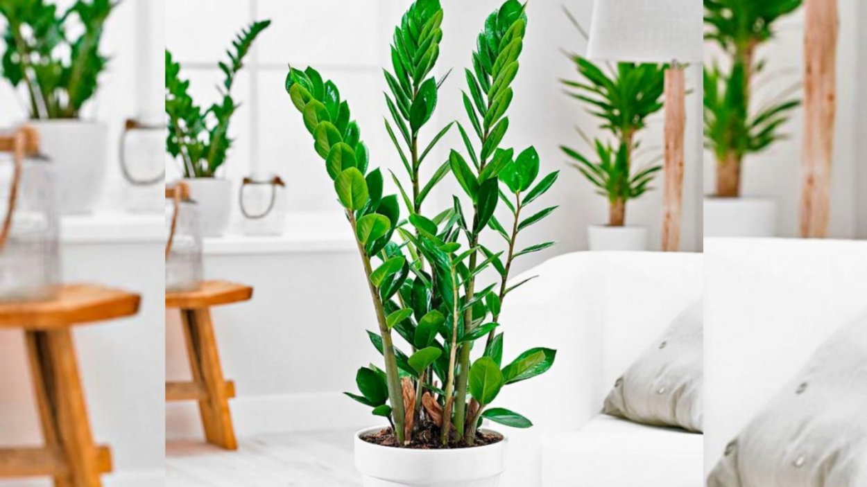 Замиокулькас вариегатный