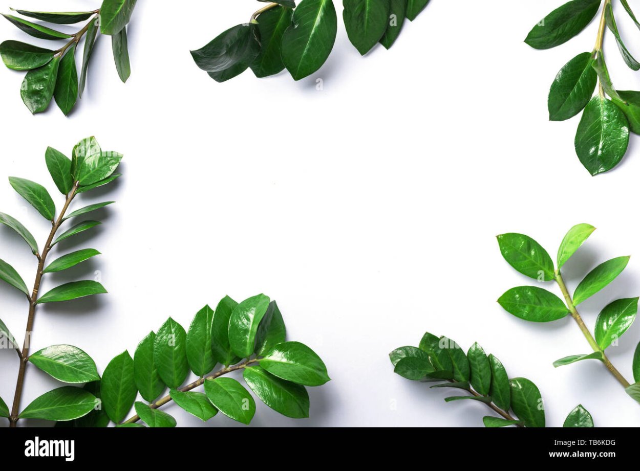 Замиокулькас (60 см)