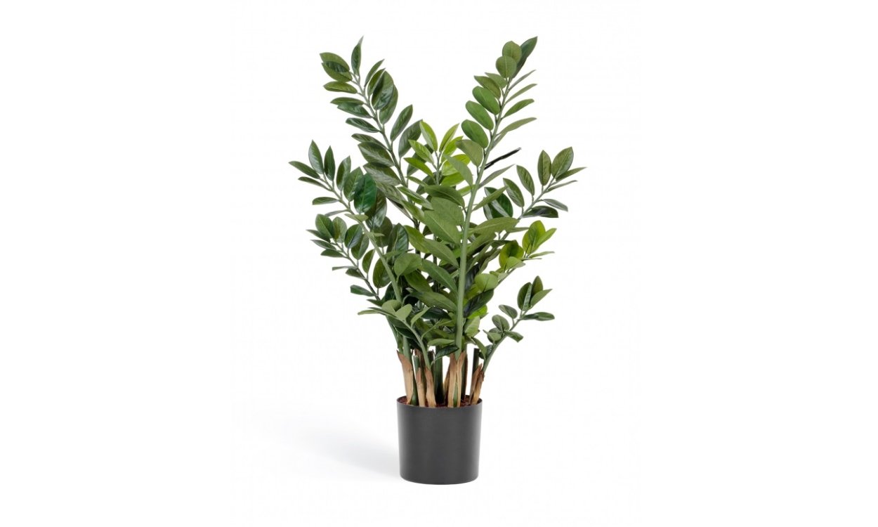 Замиокулькас замиелистный Zamioculcas zamiifolia