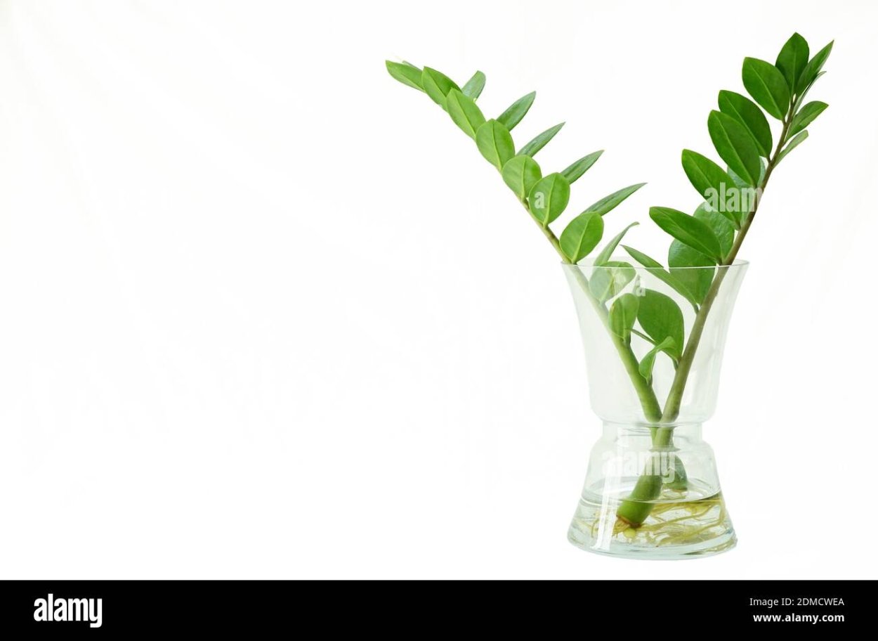 Клещи на замиокулькасе