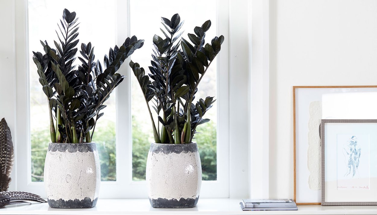 Замиокулькас черный лист на белом фоне