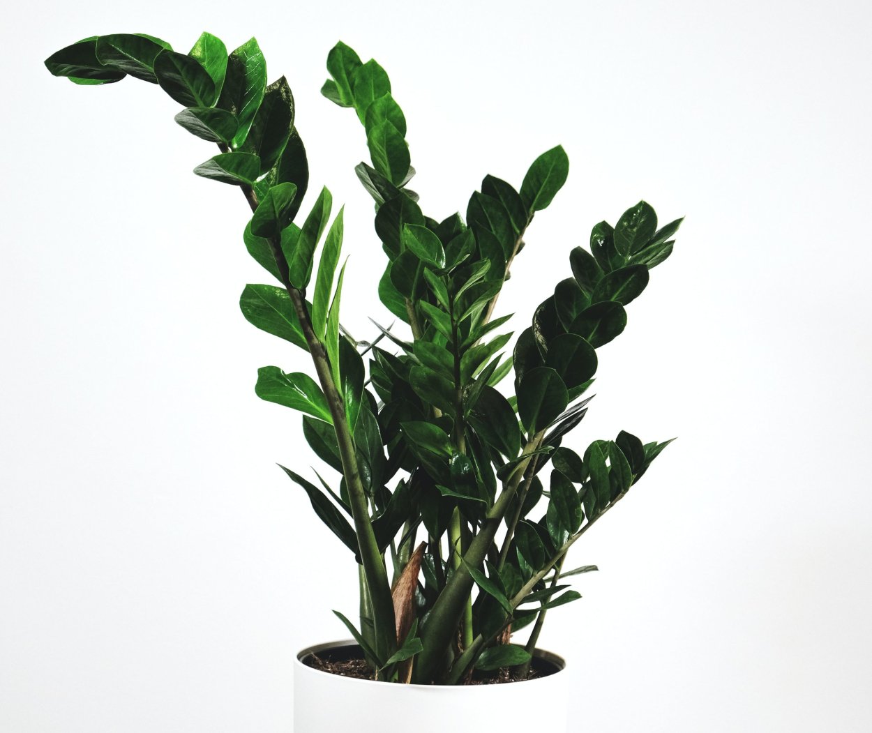 Замиокулькас на новый год